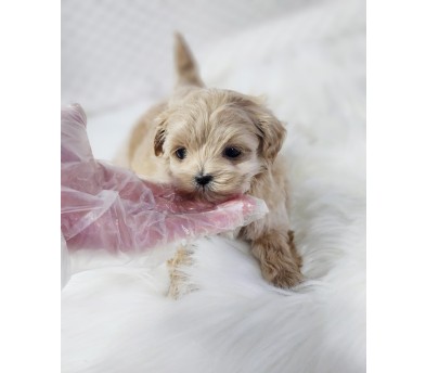 말티푸 분양합니다